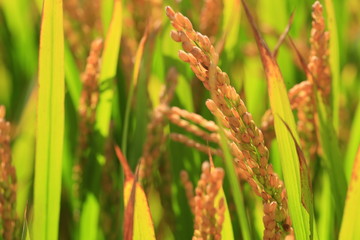 The autumn rice fields