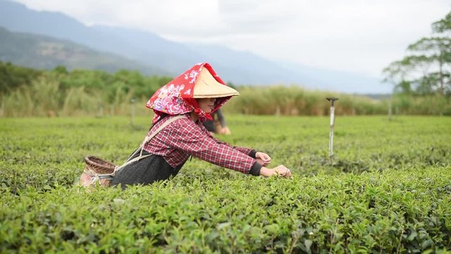 working at tea farm