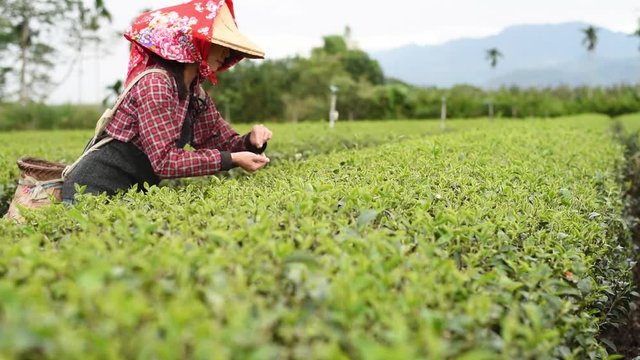 working at tea farm