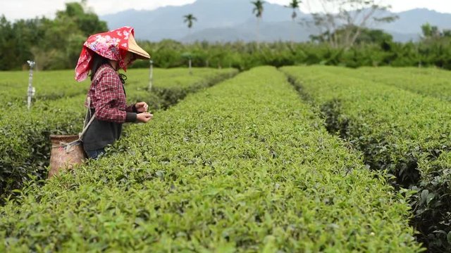 working at tea farm