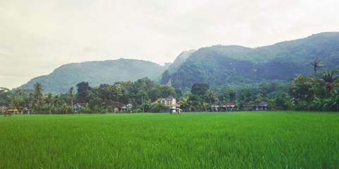 Fototapeta premium little village, rice field, and mountain in indonesia