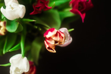 Multicolored flowers on a dark background