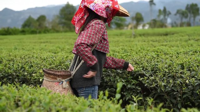 working at tea farm