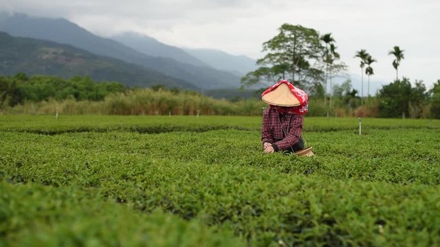 working at tea farm