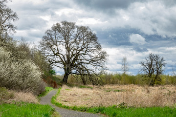 Oak tree and path