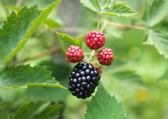 Large berries of blackberry, high-quality without thorns