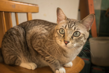 Naklejka na ściany i meble Cute cat sitting on a chair