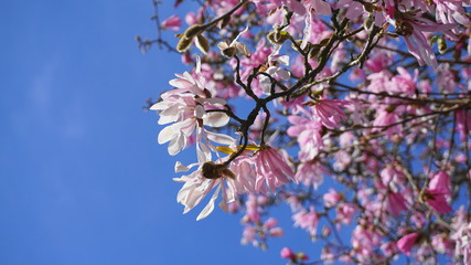 Showy and beautiful Magnolia stellata pink flowers close up on the  branch against light blue background. Japanese Magnolia.