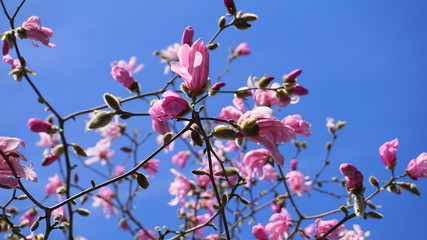 Showy and beautiful Magnolia stellata pink flowers close up on the  branch against light blue background. Japanese Magnolia.