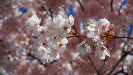 Delicate and beautiful cherry blossom on blue background. Sakura blossom. Japanese cherry blossom.