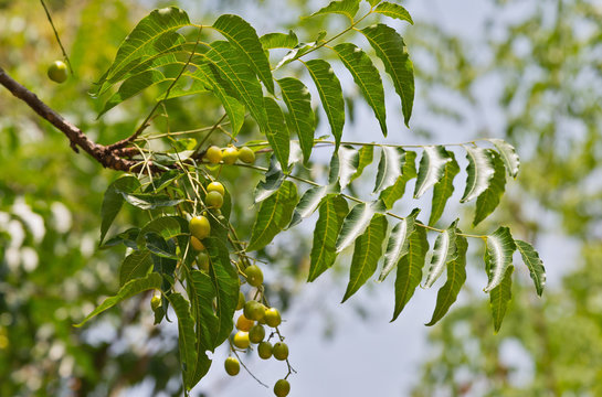 Neem (scientific name: Azadirachta indica) raw fruits of the neem on the tree in the garden.