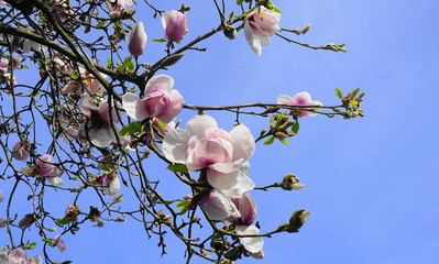 Magnolia blossom. Beautiful magnolia flowers against blue sky background close up.