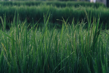 Balinese Rice Paddie in Ubud