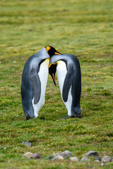 Pair of King Penguins participating in a bonding ritual, standing tall facing each other, heads resting together, on the grassy Salisbury Plain, South Georgia