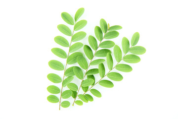 Green wild tamarind leafs on isolated white background