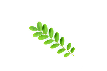 Green wild tamarind leafs on isolated white background