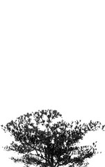 Naklejka na ściany i meble beautiful Terminalia ivorensis Tree isolated on a white background