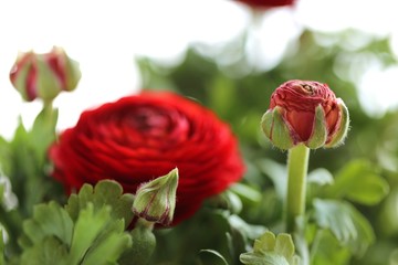 ranunculus flower.persian buttercup. red ranunculus buds with green leaves on a white background. Floral  background