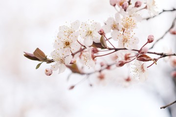 Cherry Blossom or Sakura flower on nature background.