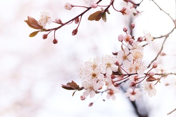 Cherry Blossom or Sakura flower on nature background.
