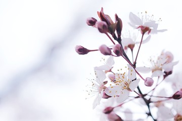 Cherry Blossom or Sakura flower on nature background.