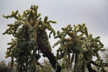 Cactus close up on a gray cloudy day