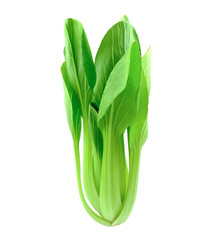 isolated bok choy vegetable