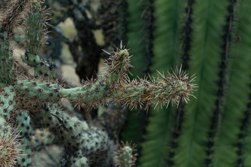Cholla cactus and saguaro close up in Scottsdale Arizona