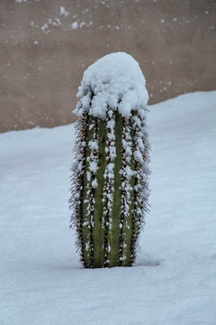 Barrel cactus in a Scottsdale Arizona backyard after a snow storm