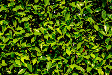 background with green leaves