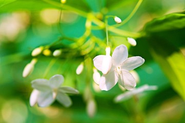 Fototapeta premium flowers background, nature beautiful, toning design spring nature, sun plants 