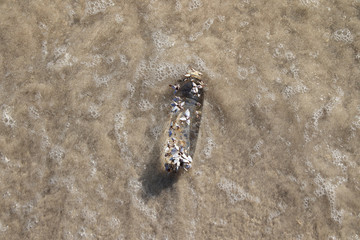 Plastic bottle garbage with clams at wave motion time
