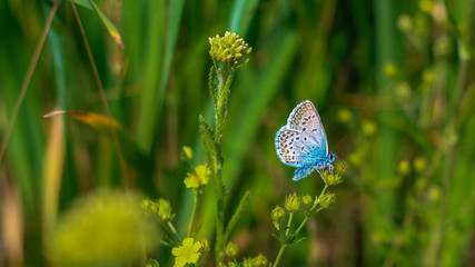  Blue butterfly on flower