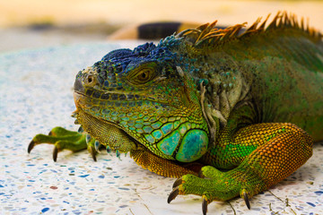 iguana on rock