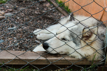 Dog in a cage