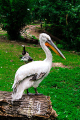 Portrait of a pelican