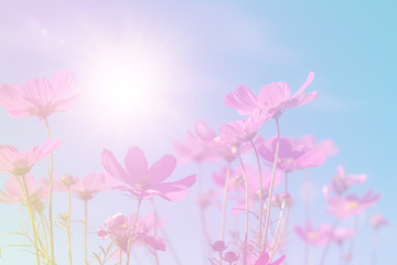 Beautiful Pink and White Cosmos flowers in garden with blue sky background in Vintage color tone style or pastel retro, selective focus. Daisy under sunlight morning.