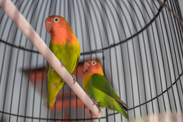 Litte parrot in a cage