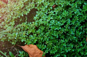 photo shows some weeds growing on a courtyard (dandelion and grass)