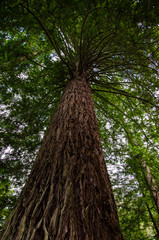 Redwood tree in Whakarewarewa forest in Rotorua, North Island, New Zealand