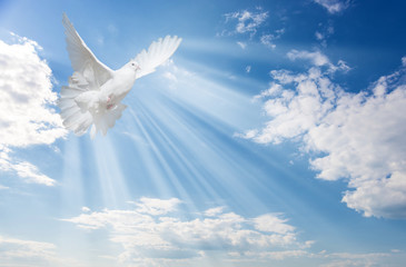 White dove against blue sky with white clouds - obrazy, fototapety, plakaty