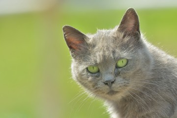 離島に暮らす猫（１６）
