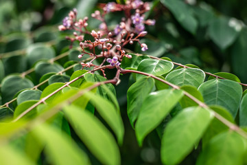 leaves with small flowers
