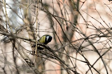 Little titmouse sitting on a branch in the city park