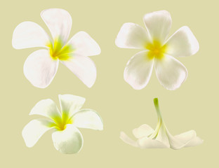 Fototapeta premium isolated plumeria collection
