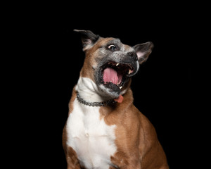  picture of a boxer dog on a black background