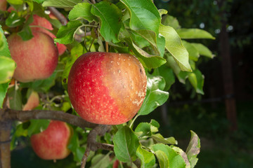 pear tree disease on leaves and fruits close up. Protection of the garden against fungus