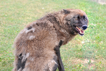 loup agressif