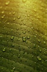 Close up water drop on tropical banana leaf texture, large palm foliage nature green background, beautiful on leaf in tropical forest, green background texture