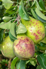 pear tree disease on leaves and fruits close up. Protection of the garden against fungus